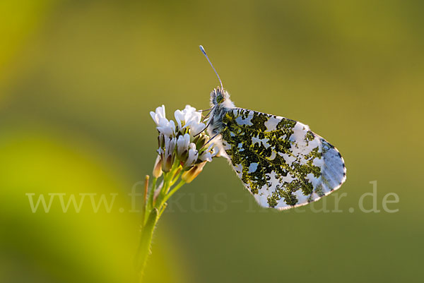 Aurorafalter (Anthocharis cardamines)