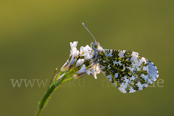 Aurorafalter (Anthocharis cardamines)