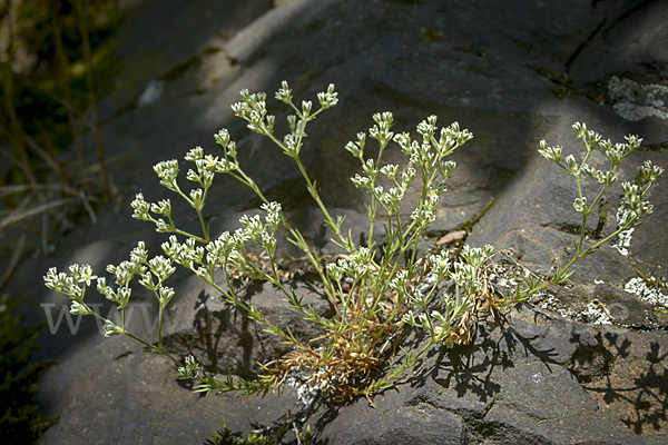 Ausdauernder Knäuel (Scleranthus perennis)