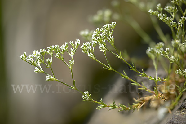 Ausdauernder Knäuel (Scleranthus perennis)