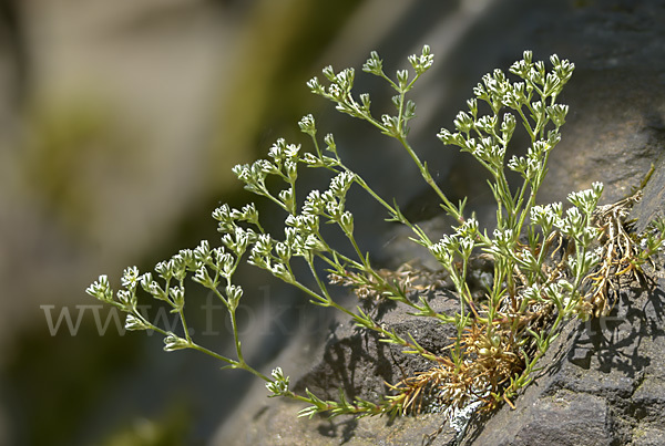 Ausdauernder Knäuel (Scleranthus perennis)