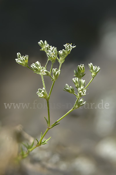 Ausdauernder Knäuel (Scleranthus perennis)