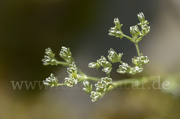 Ausdauernder Knäuel (Scleranthus perennis)