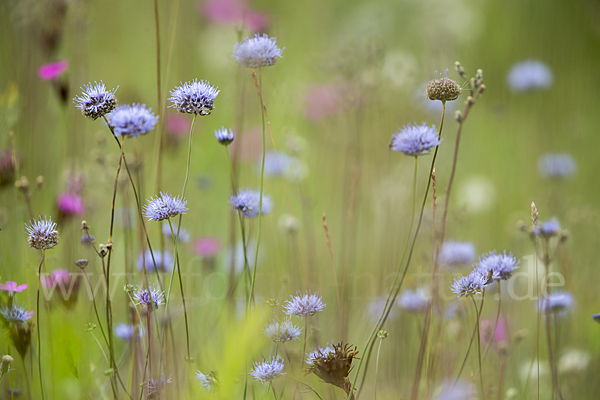 Ausdauerndes Sandglöckchen (Jasione laevis)