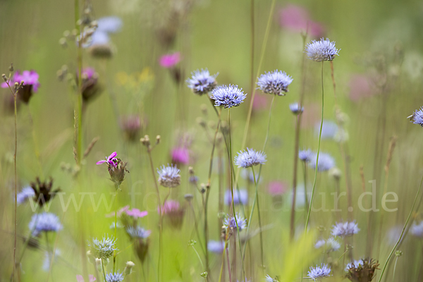 Ausdauerndes Sandglöckchen (Jasione laevis)