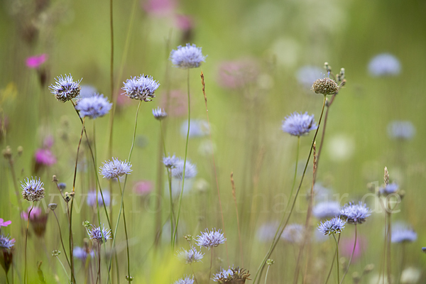 Ausdauerndes Sandglöckchen (Jasione laevis)