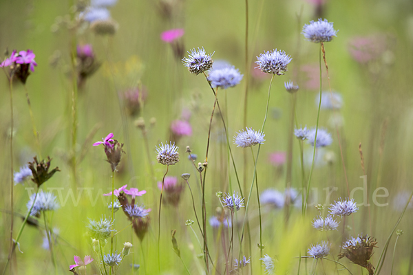 Ausdauerndes Sandglöckchen (Jasione laevis)