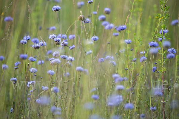 Ausdauerndes Sandglöckchen (Jasione laevis)