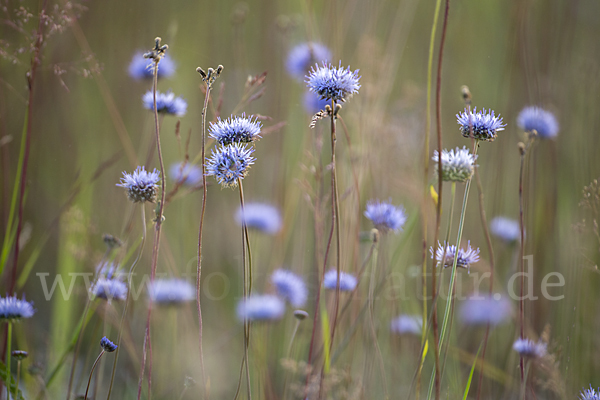 Ausdauerndes Sandglöckchen (Jasione laevis)