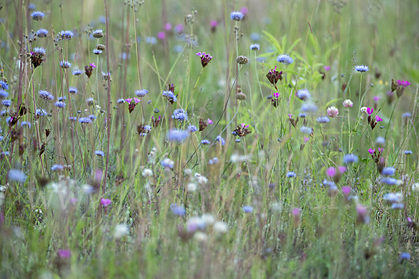 Ausdauerndes Sandglöckchen (Jasione laevis)