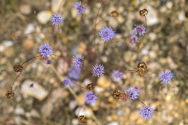 Ausdauerndes Sandglöckchen (Jasione laevis)