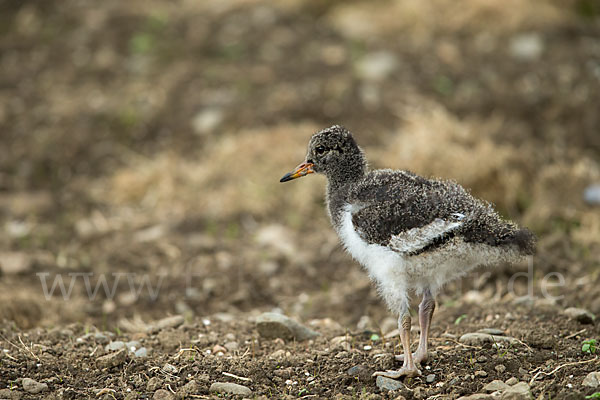 Austernfischer (Haematopus ostralegus)