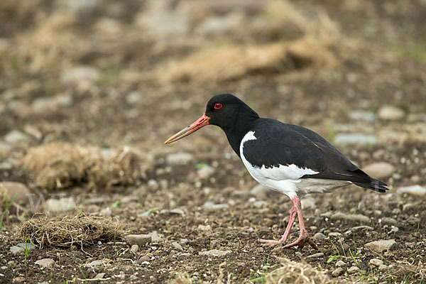 Austernfischer (Haematopus ostralegus)