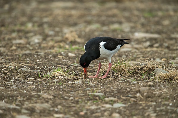 Austernfischer (Haematopus ostralegus)