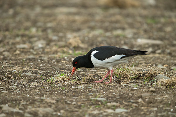 Austernfischer (Haematopus ostralegus)