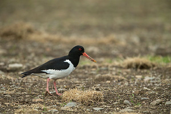 Austernfischer (Haematopus ostralegus)