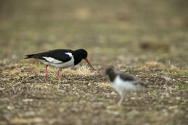 Austernfischer (Haematopus ostralegus)