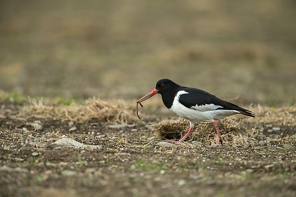 Austernfischer (Haematopus ostralegus)