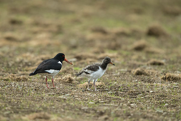 Austernfischer (Haematopus ostralegus)