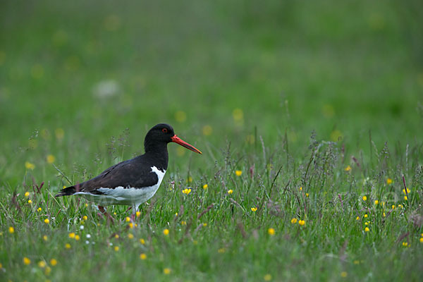 Austernfischer (Haematopus ostralegus)