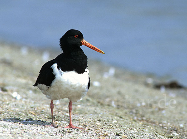 Austernfischer (Haematopus ostralegus)