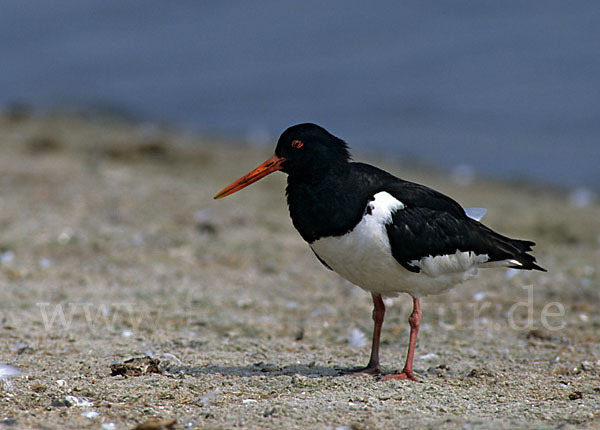 Austernfischer (Haematopus ostralegus)