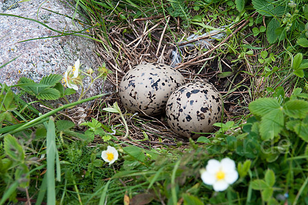 Austernfischer (Haematopus ostralegus)