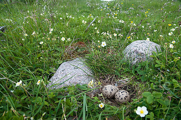 Austernfischer (Haematopus ostralegus)