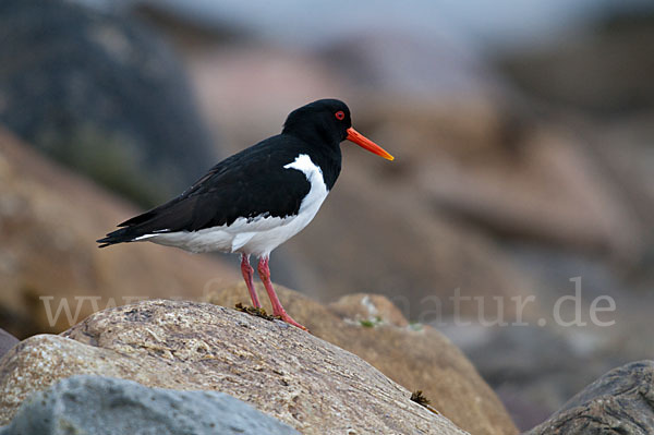 Austernfischer (Haematopus ostralegus)