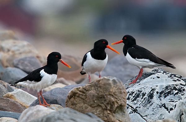 Austernfischer (Haematopus ostralegus)