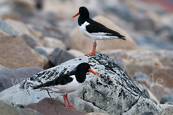 Austernfischer (Haematopus ostralegus)