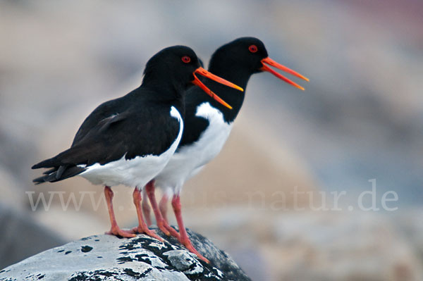 Austernfischer (Haematopus ostralegus)