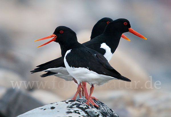 Austernfischer (Haematopus ostralegus)