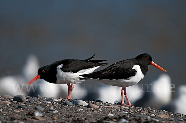 Austernfischer (Haematopus ostralegus)