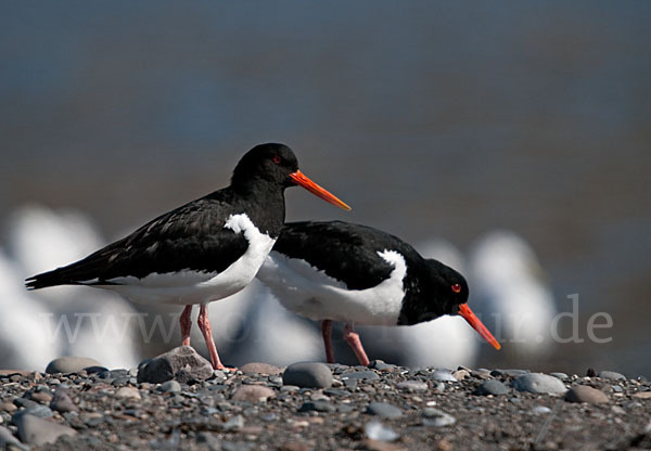 Austernfischer (Haematopus ostralegus)