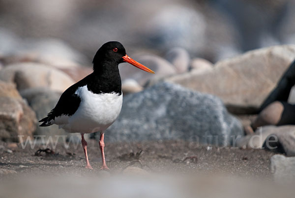 Austernfischer (Haematopus ostralegus)