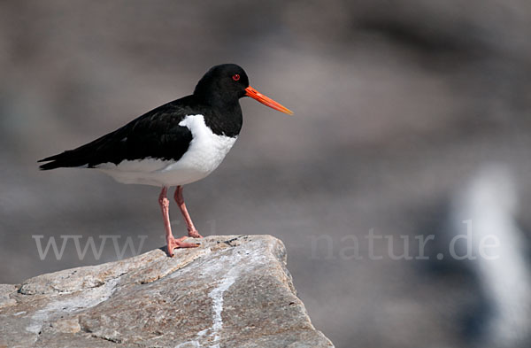 Austernfischer (Haematopus ostralegus)