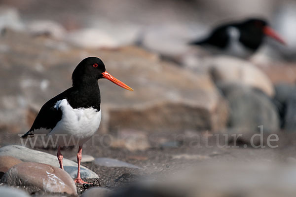 Austernfischer (Haematopus ostralegus)