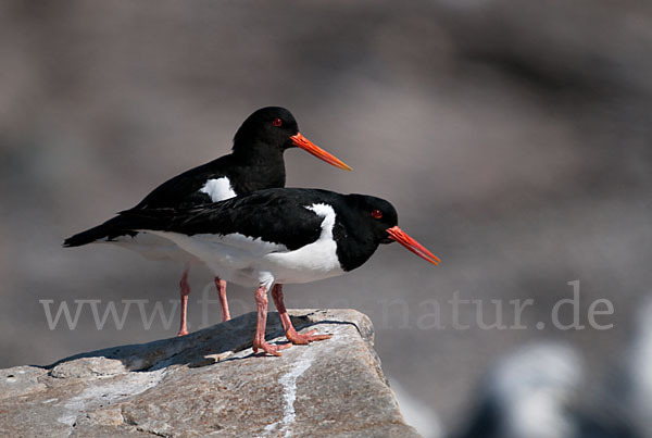 Austernfischer (Haematopus ostralegus)