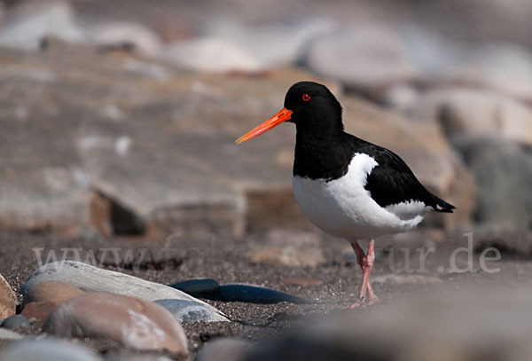 Austernfischer (Haematopus ostralegus)