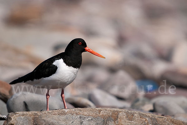 Austernfischer (Haematopus ostralegus)