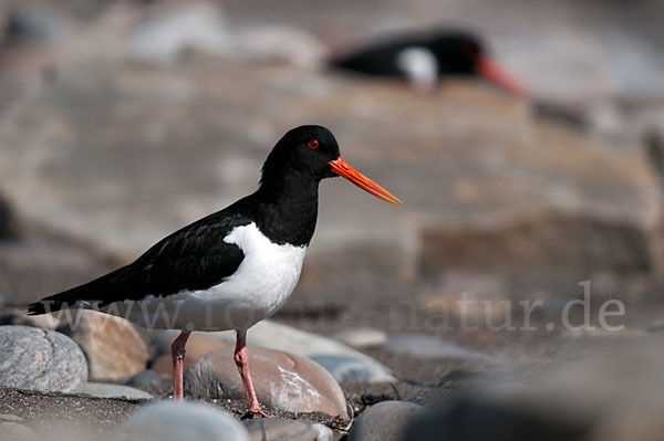 Austernfischer (Haematopus ostralegus)