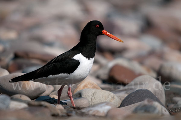 Austernfischer (Haematopus ostralegus)