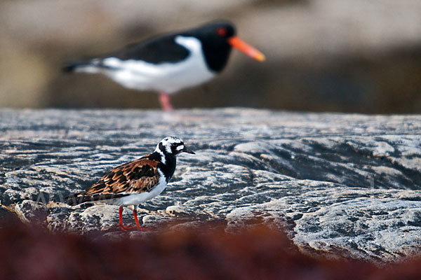 Austernfischer (Haematopus ostralegus)