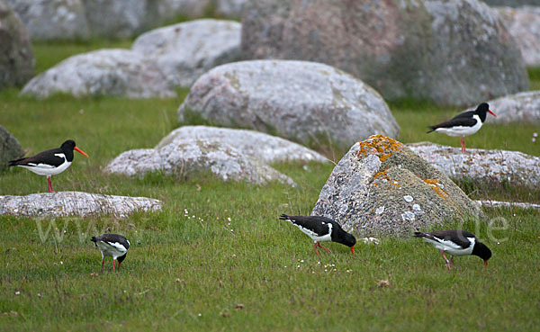 Austernfischer (Haematopus ostralegus)