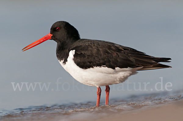 Austernfischer (Haematopus ostralegus)