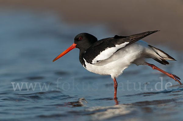 Austernfischer (Haematopus ostralegus)