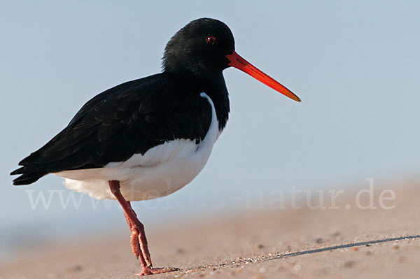 Austernfischer (Haematopus ostralegus)