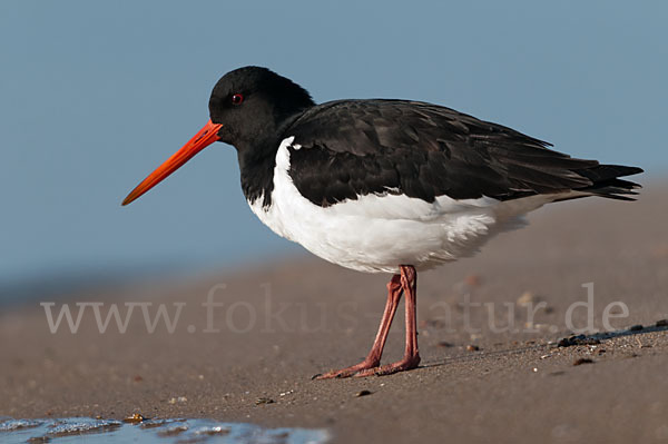 Austernfischer (Haematopus ostralegus)