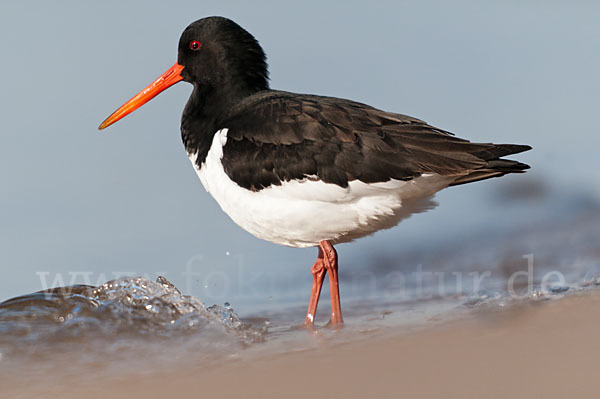 Austernfischer (Haematopus ostralegus)